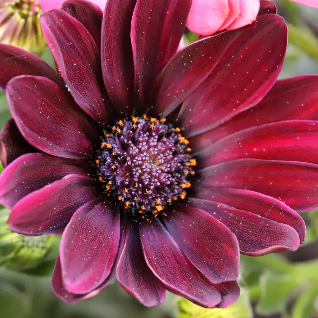 Kapmargerite Dalina Red Dark - Osteospermum