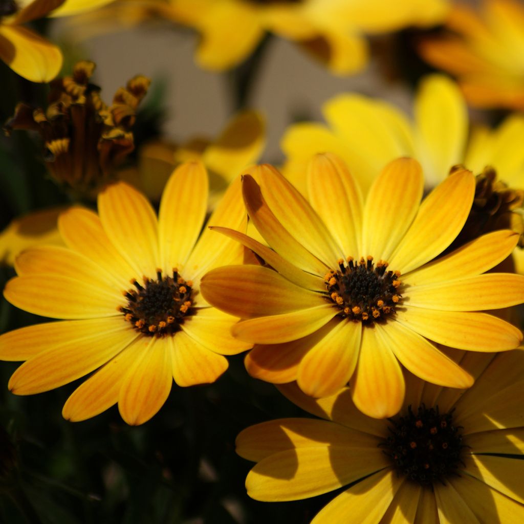 Kapmargerite Dalina Special Sunshine Beauty - Osteospermum