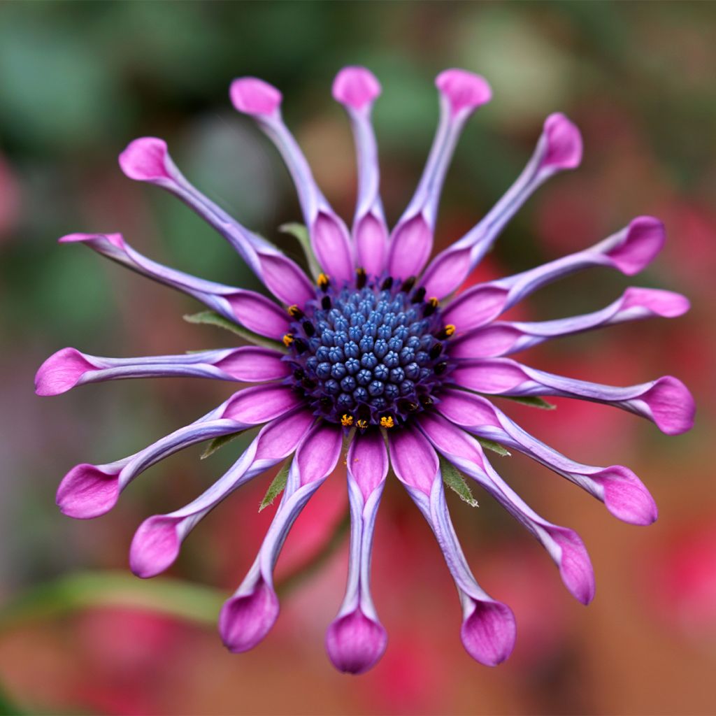 Kapmargerite Flower Power Spider Pink - Osteospermum