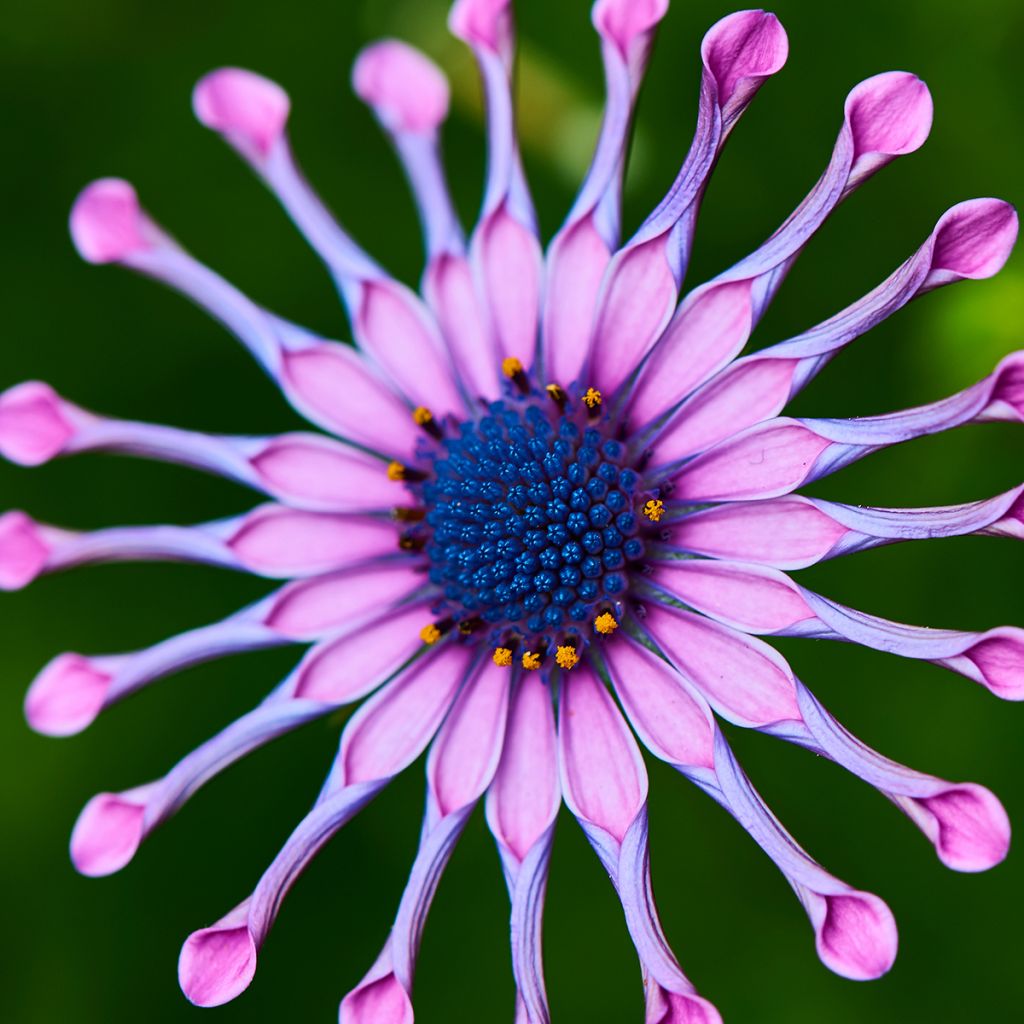 Osteospermum Flower Power Spider Pink