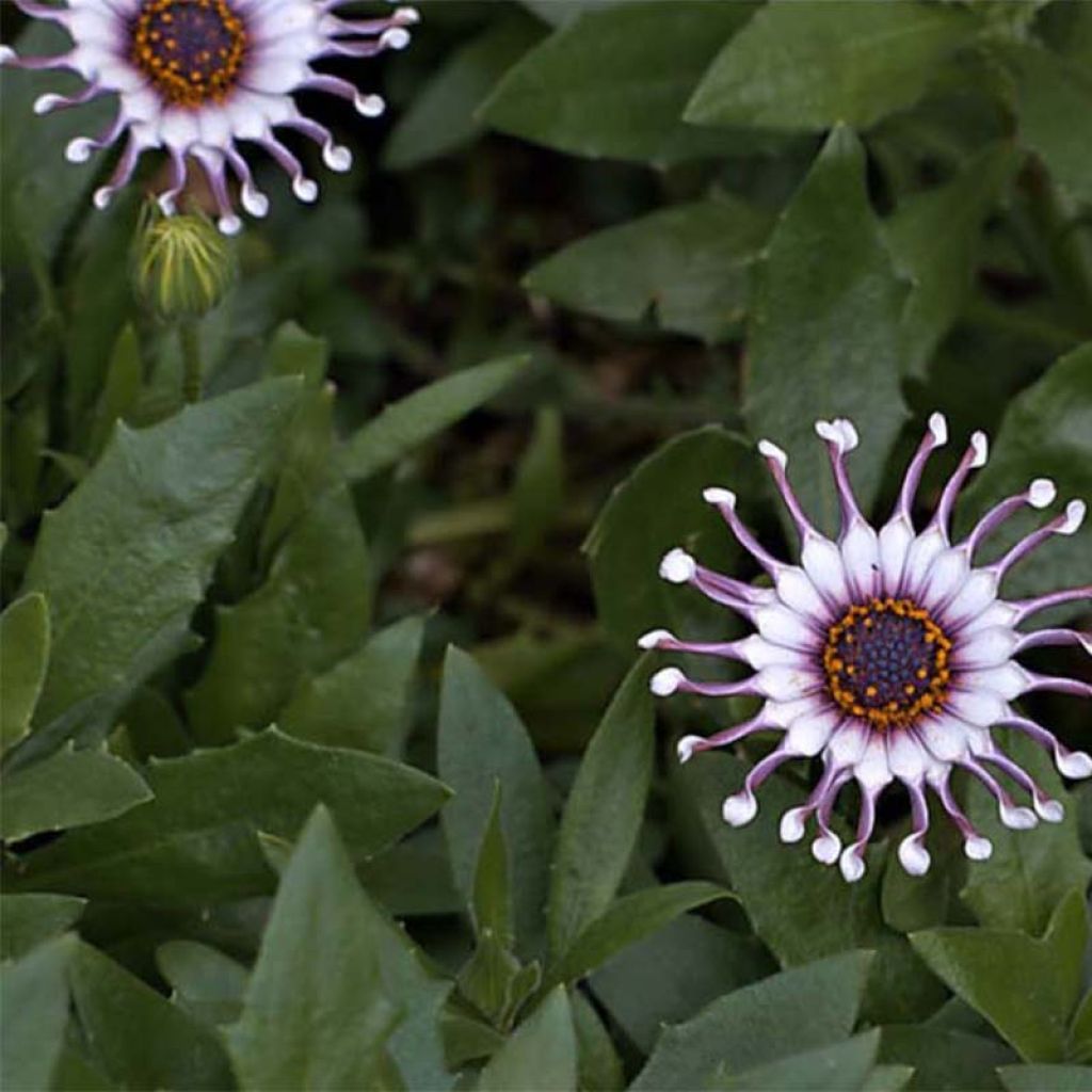 Kapmargerite Flower Power Spider White - Osteospermum