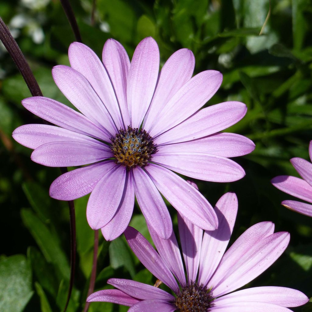 Kapmargerite Summersmile Soft Violet - Osteospermum