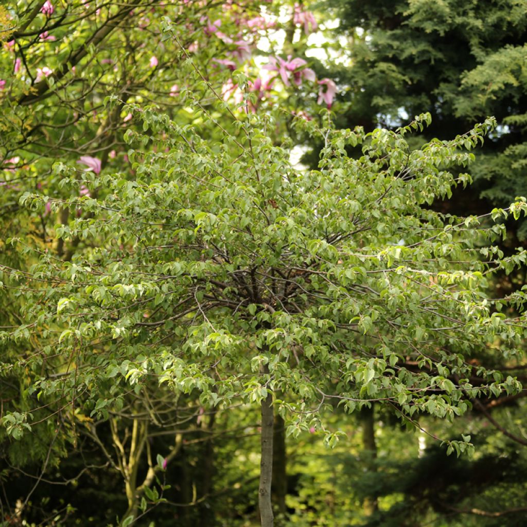 Europäische Hopfenbuche Marja Findling - Ostrya carpinifolia