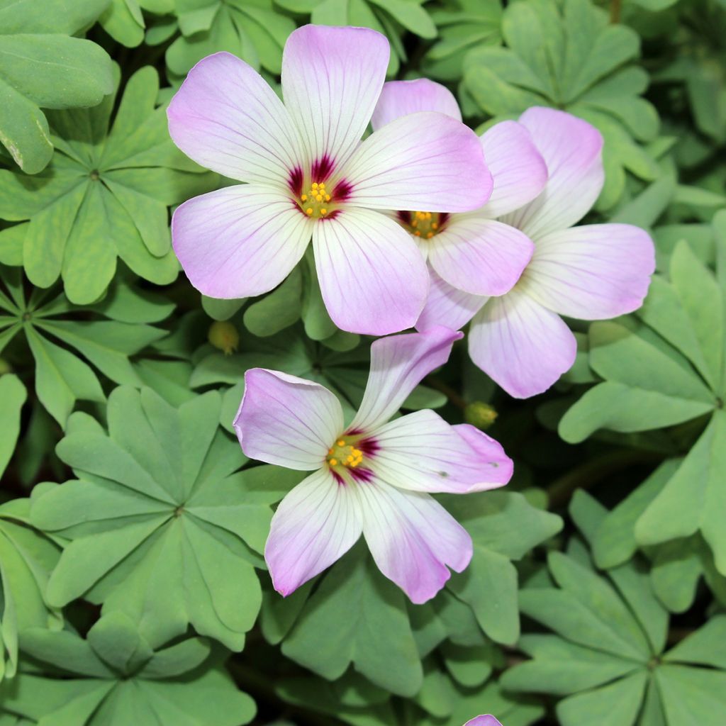 Sauerklee - Oxalis adenophylla