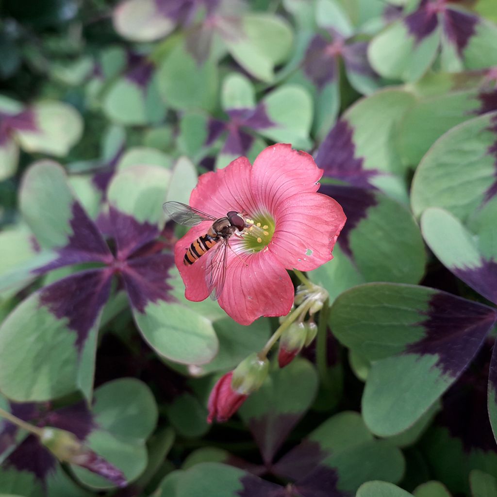 Oxalis deppei - Faux trèfle à quatre feuille