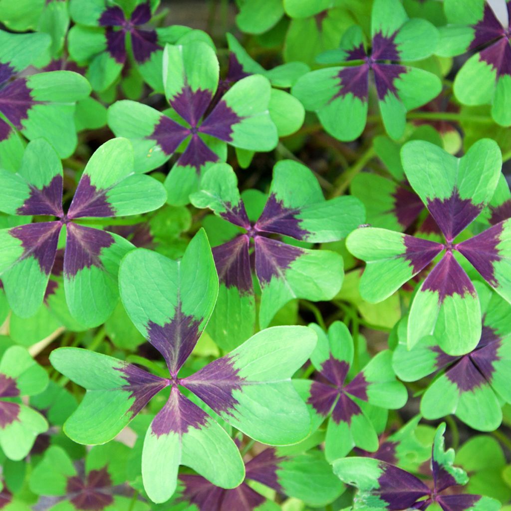 Oxalis deppei - Faux trèfle à quatre feuille