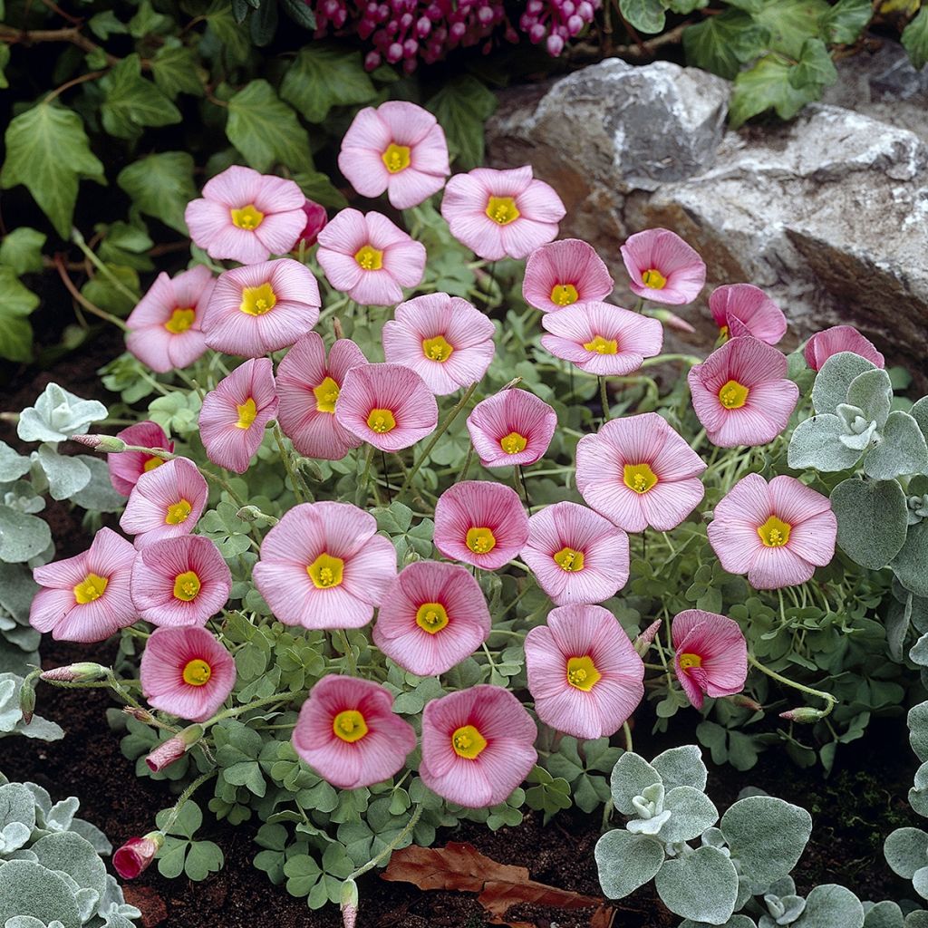 Sauerklee - Oxalis obtusa