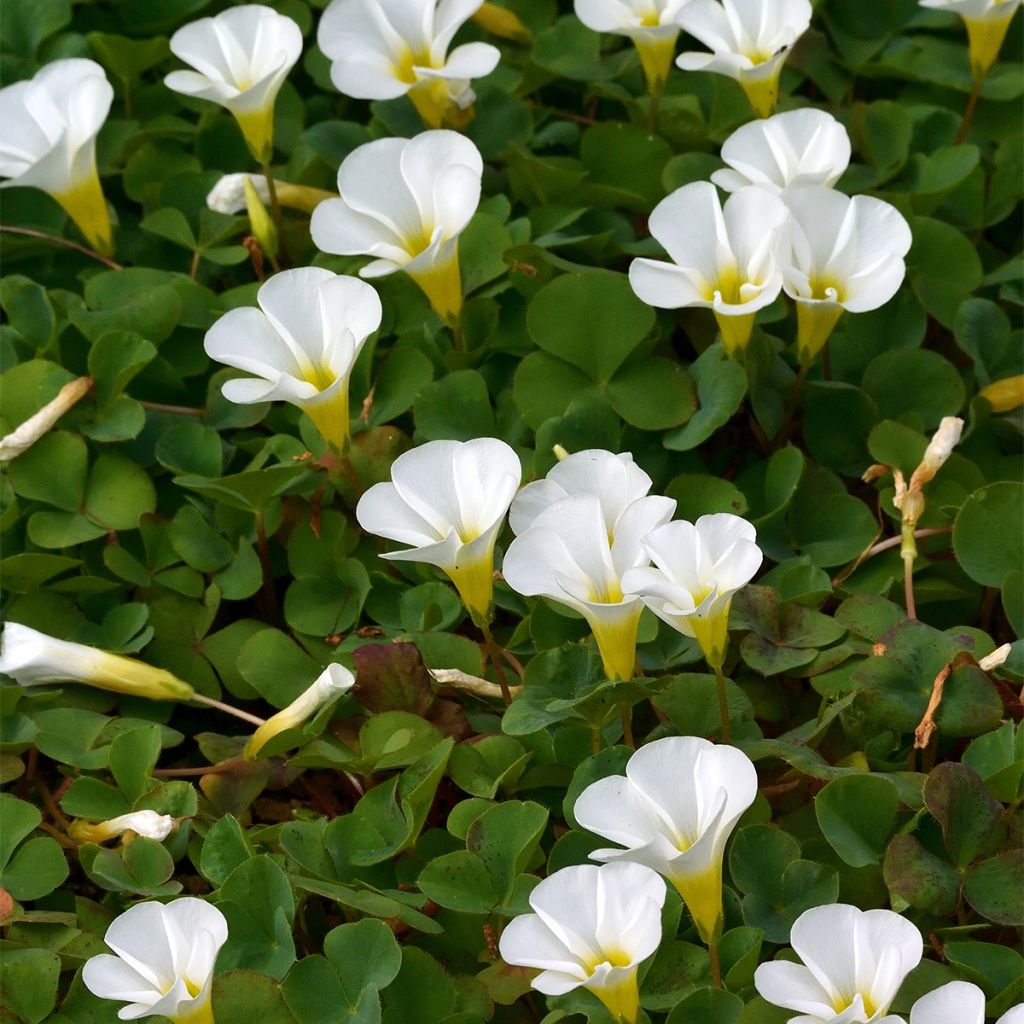 Purpur-Sauerklee Alba - Oxalis purpurea