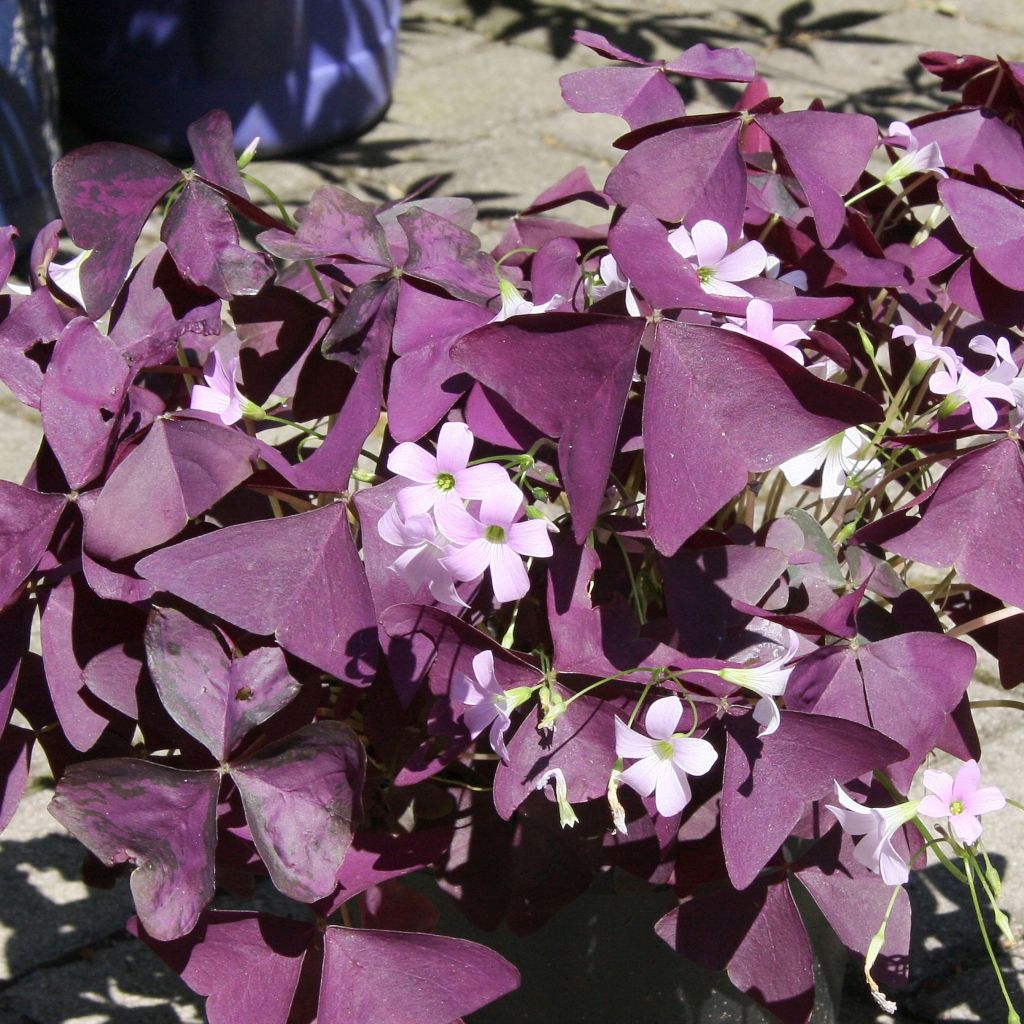 Dreieckiger Glücksklee Atropurpurea - Oxalis triangularis subsp.papilionacea