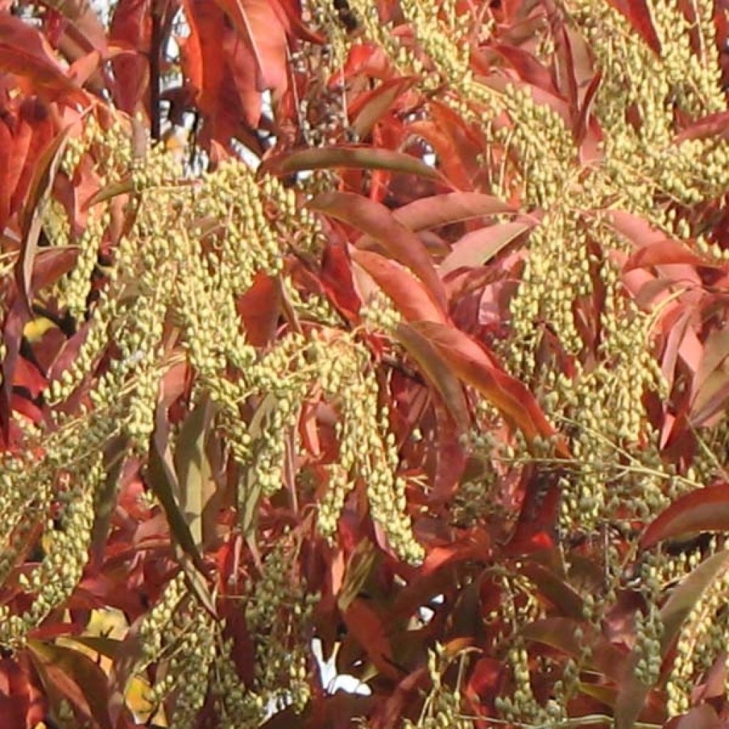 Oxydendron arboreum - Sauerbaum