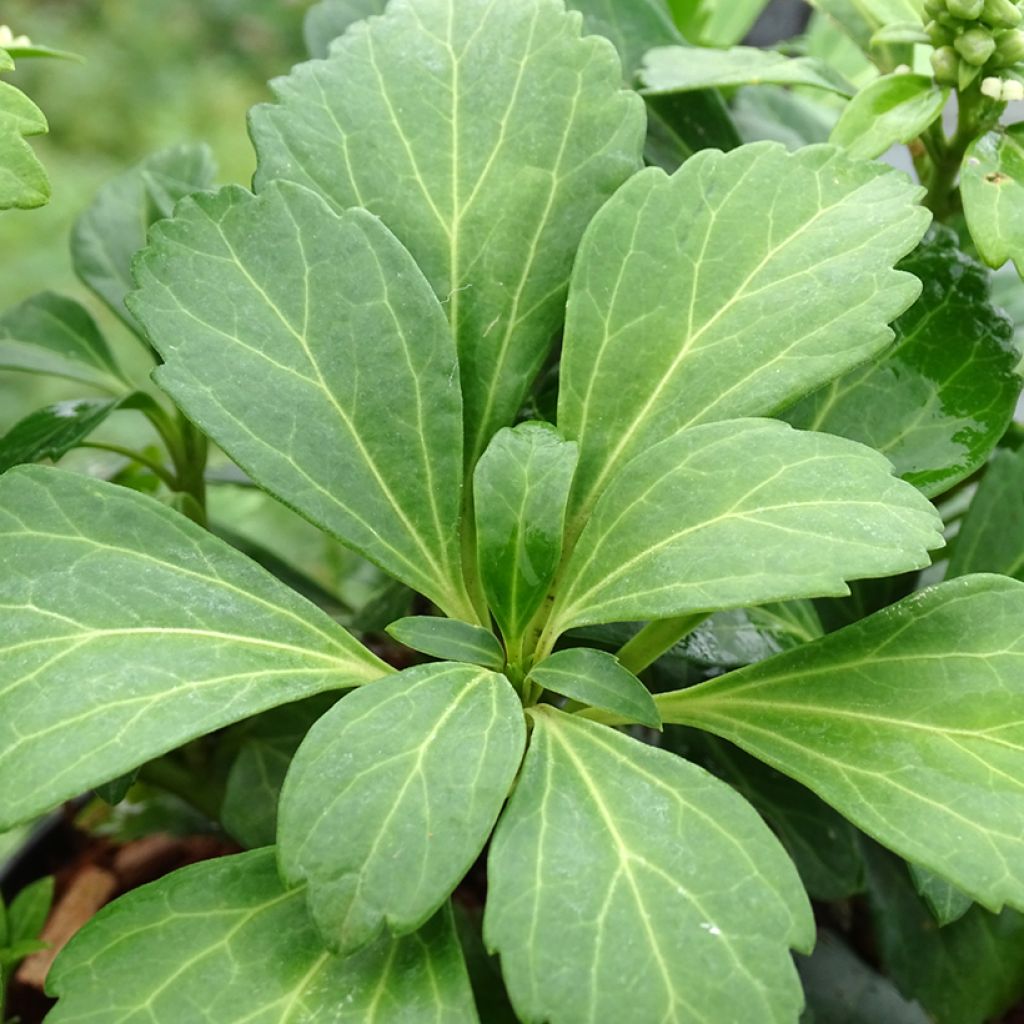 Pachysandra terminalis Green Carpet - Japanischer Ysander