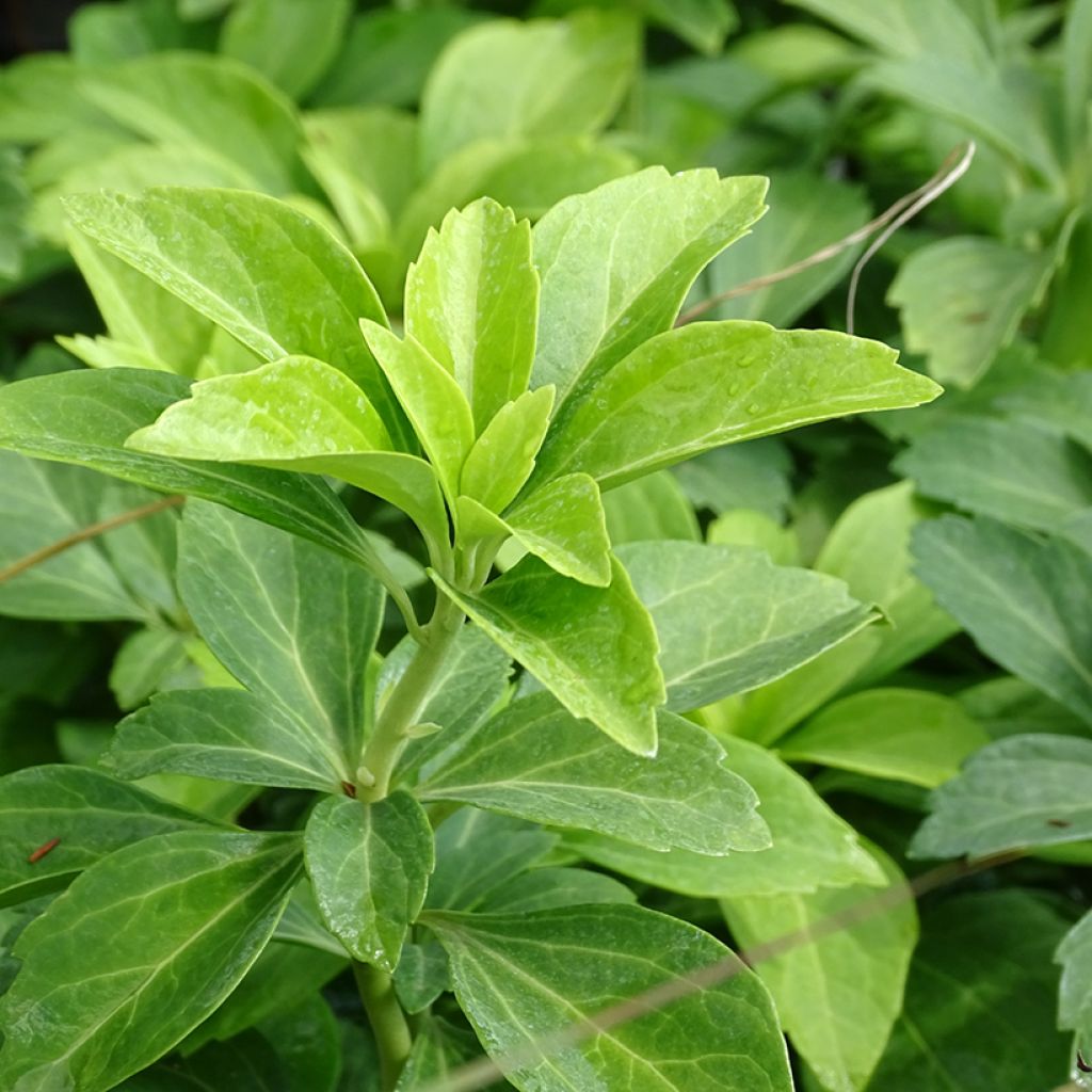 Pachysandra terminalis - Japanischer Ysander