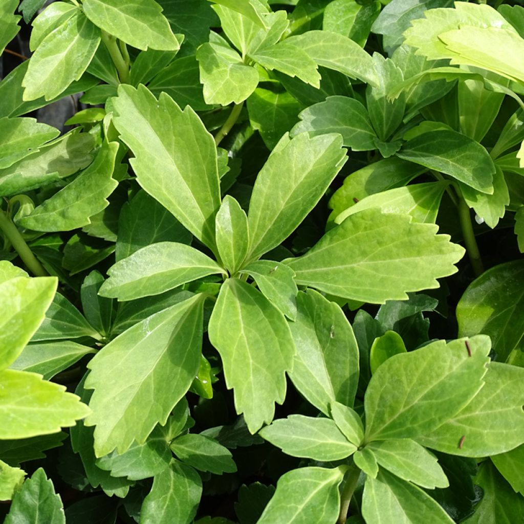 Pachysandra terminalis - Japanischer Ysander