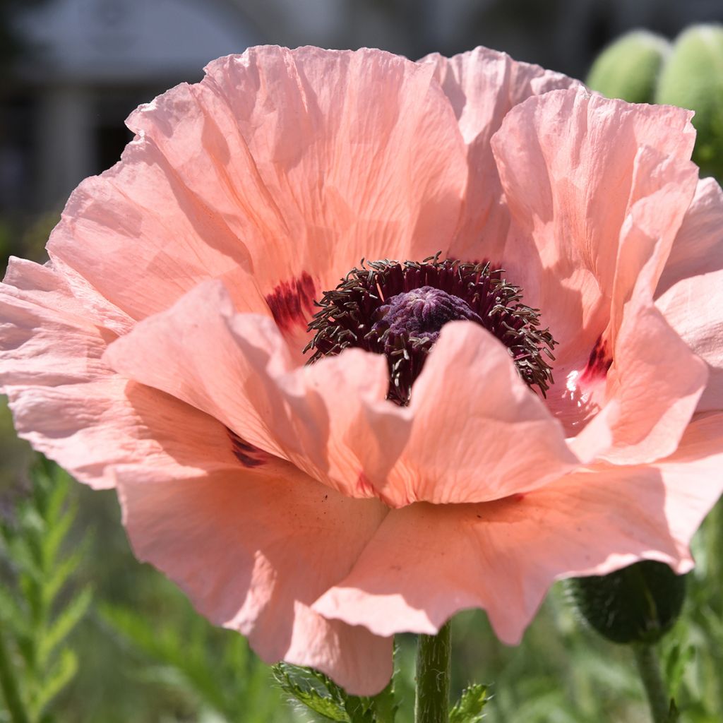 Orientalischer Mohn Mrs Perry - Papaver orientale