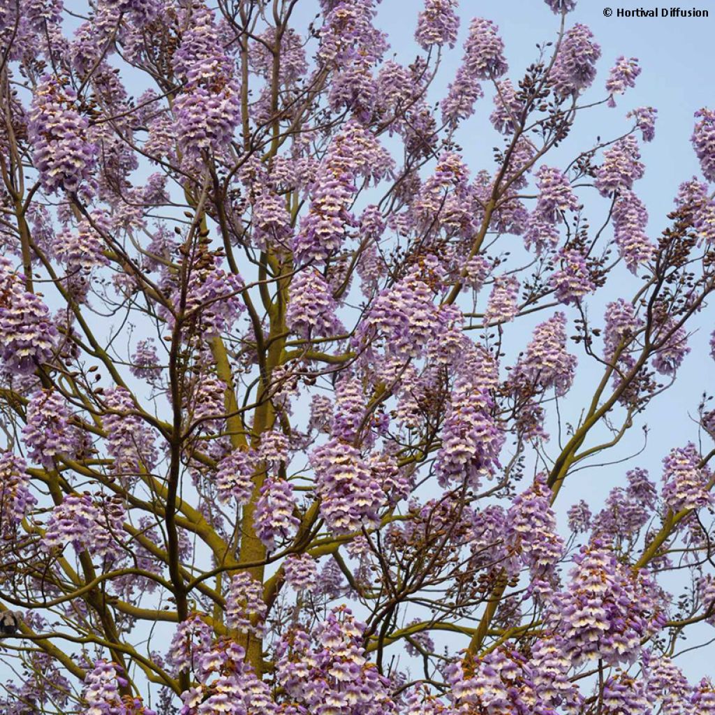 Paulownia fortunei Fast Blue Minfast - Blauglockenbaum