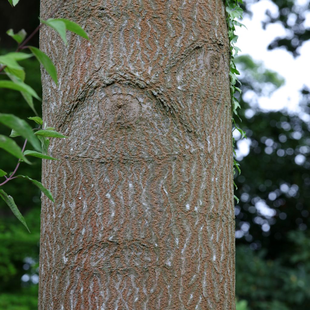 Paulownia fortunei Fast Blue