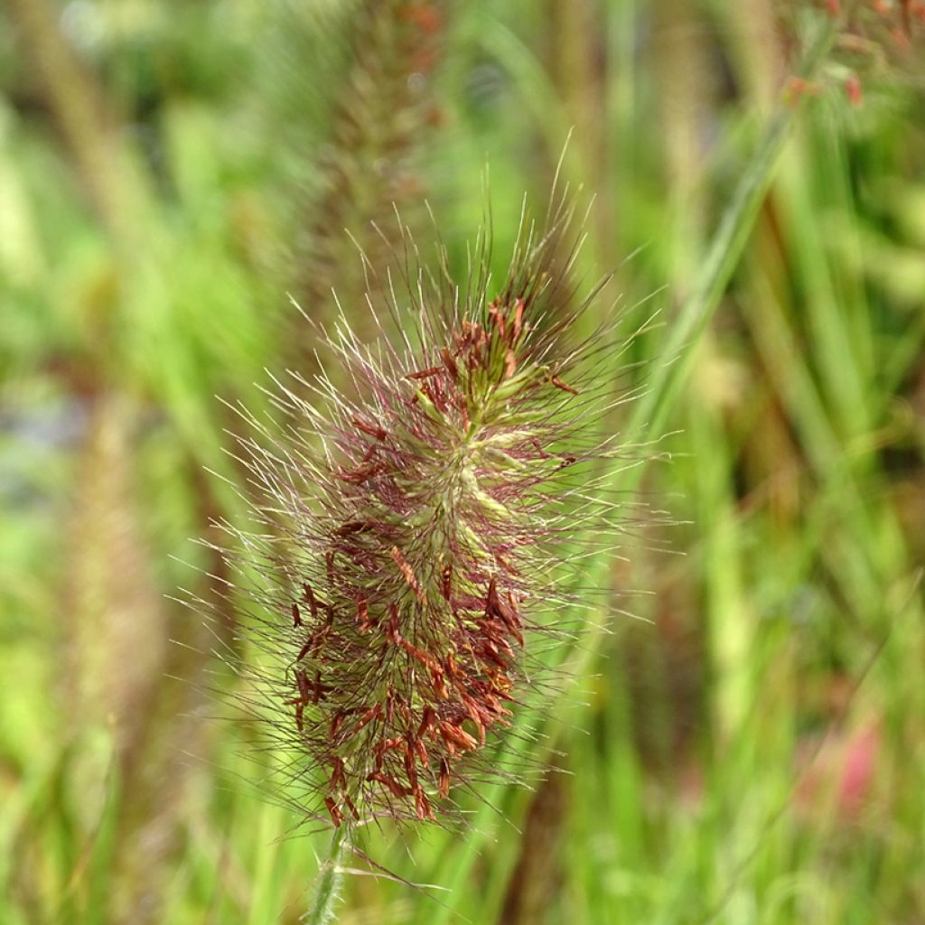 Pennisetum alopecuroides Cassian - Herbe aux écouvillons