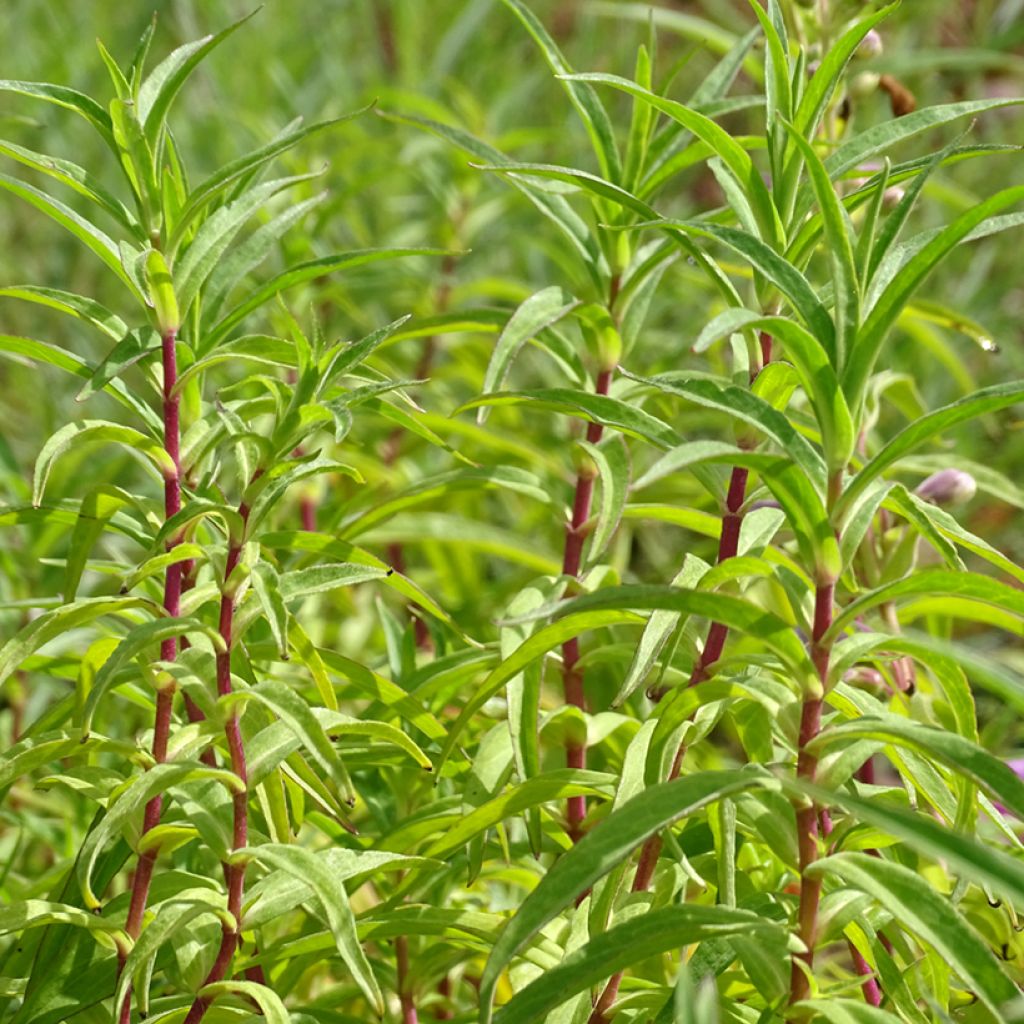 Penstemon Sour Grapes - Bartfaden