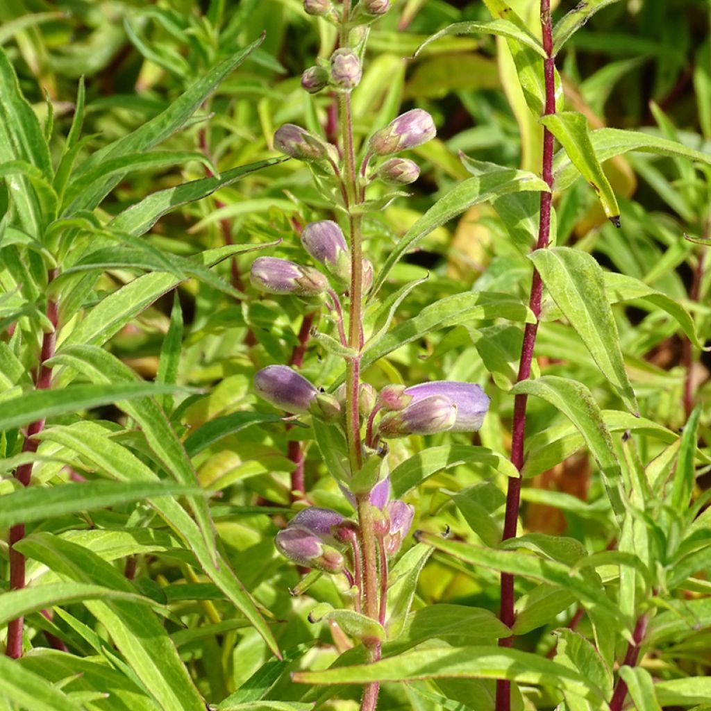 Penstemon Sour Grapes - Bartfaden