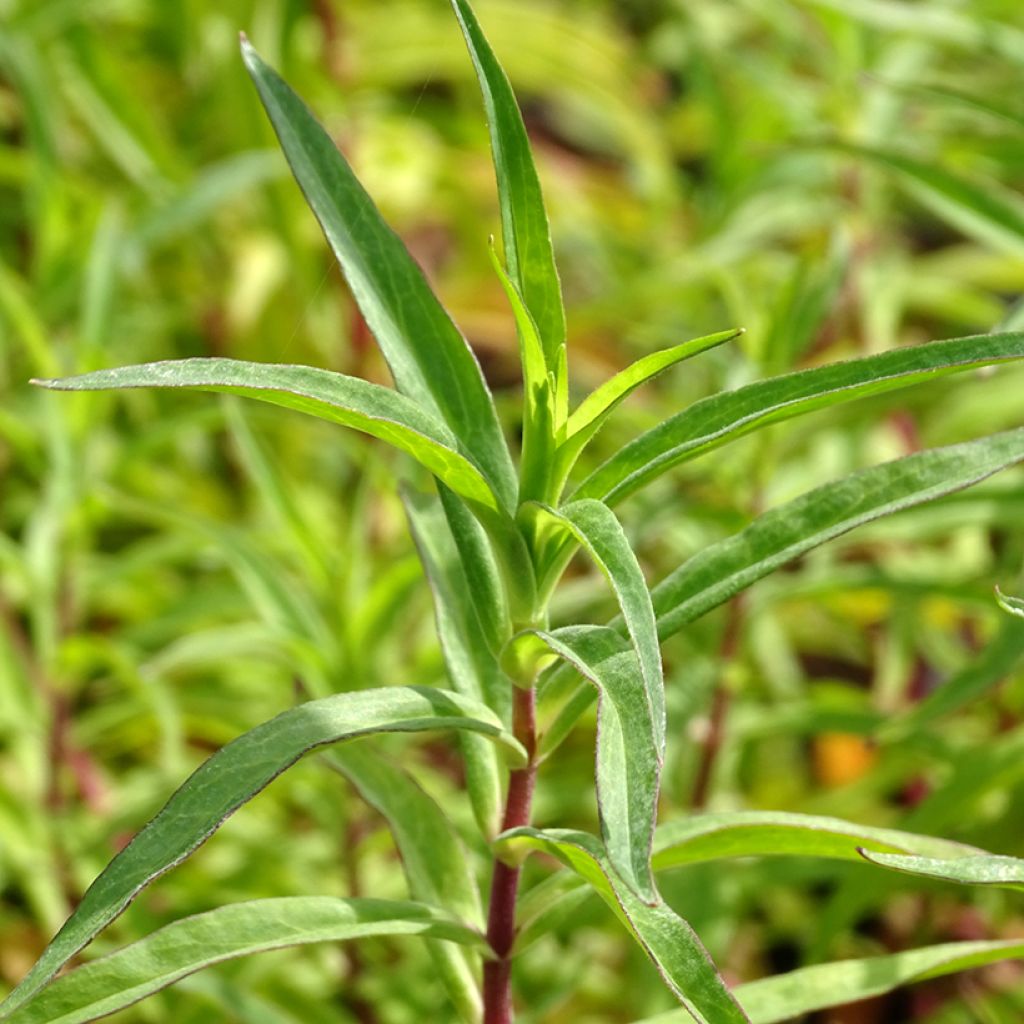 Penstemon Sour Grapes - Bartfaden