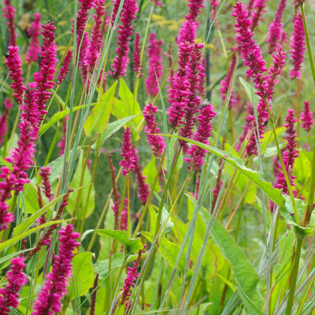 Kerzenknöterich Amethyst - Bistorta amplexicaulis