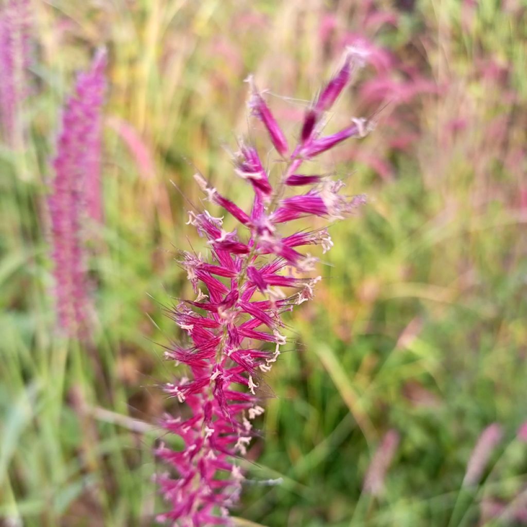 Kerzenknöterich Amethyst - Bistorta amplexicaulis