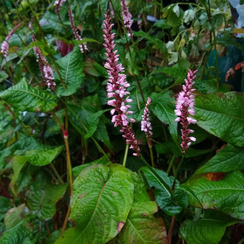 Kerzenknöterich Early Pink Lady - Bistorta amplexicaulis