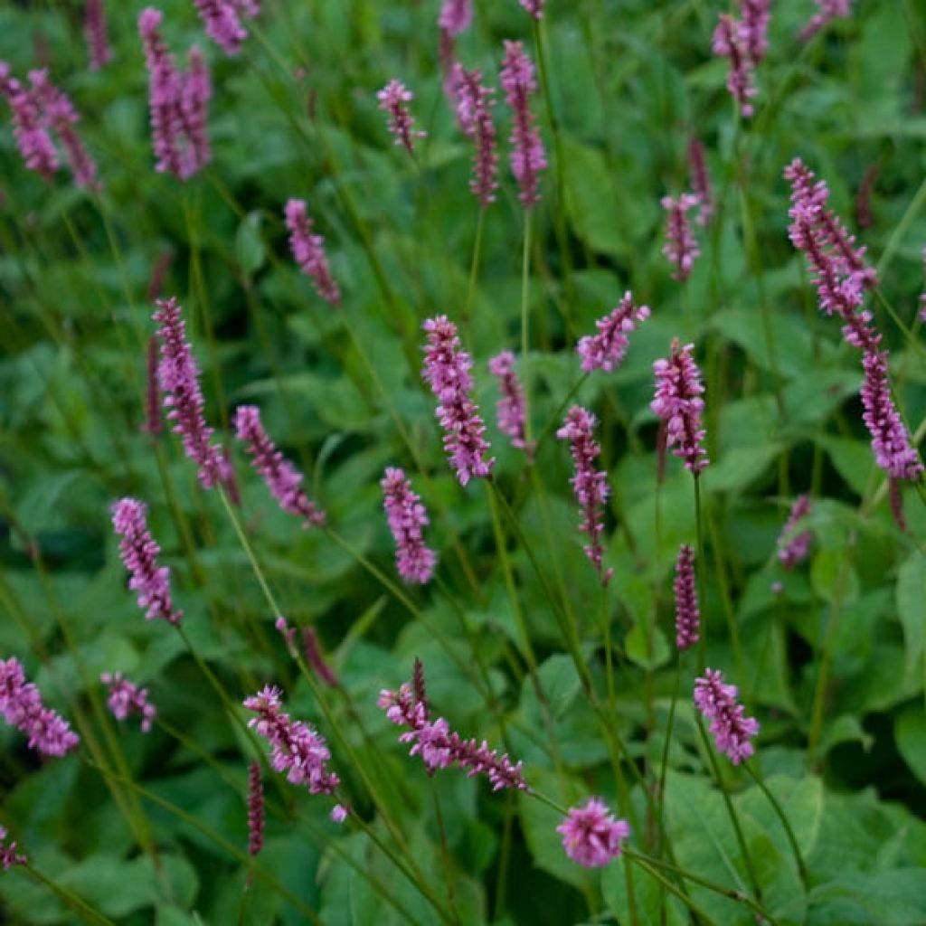 Kerzenknöterich High Society - Bistorta amplexicaulis