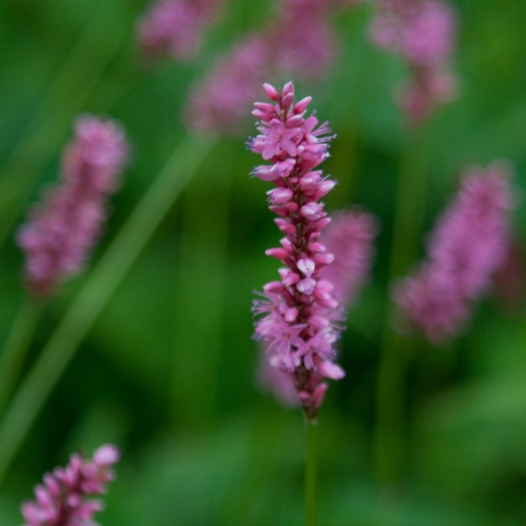 Kerzenknöterich High Society - Bistorta amplexicaulis