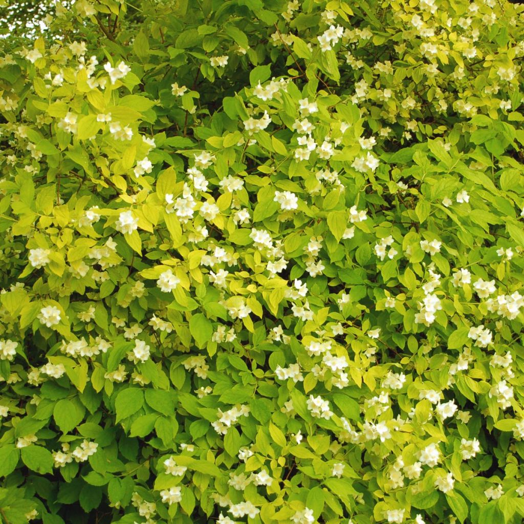 Europäischer Pfeifenstrauch Aureus - Philadelphus coronarius