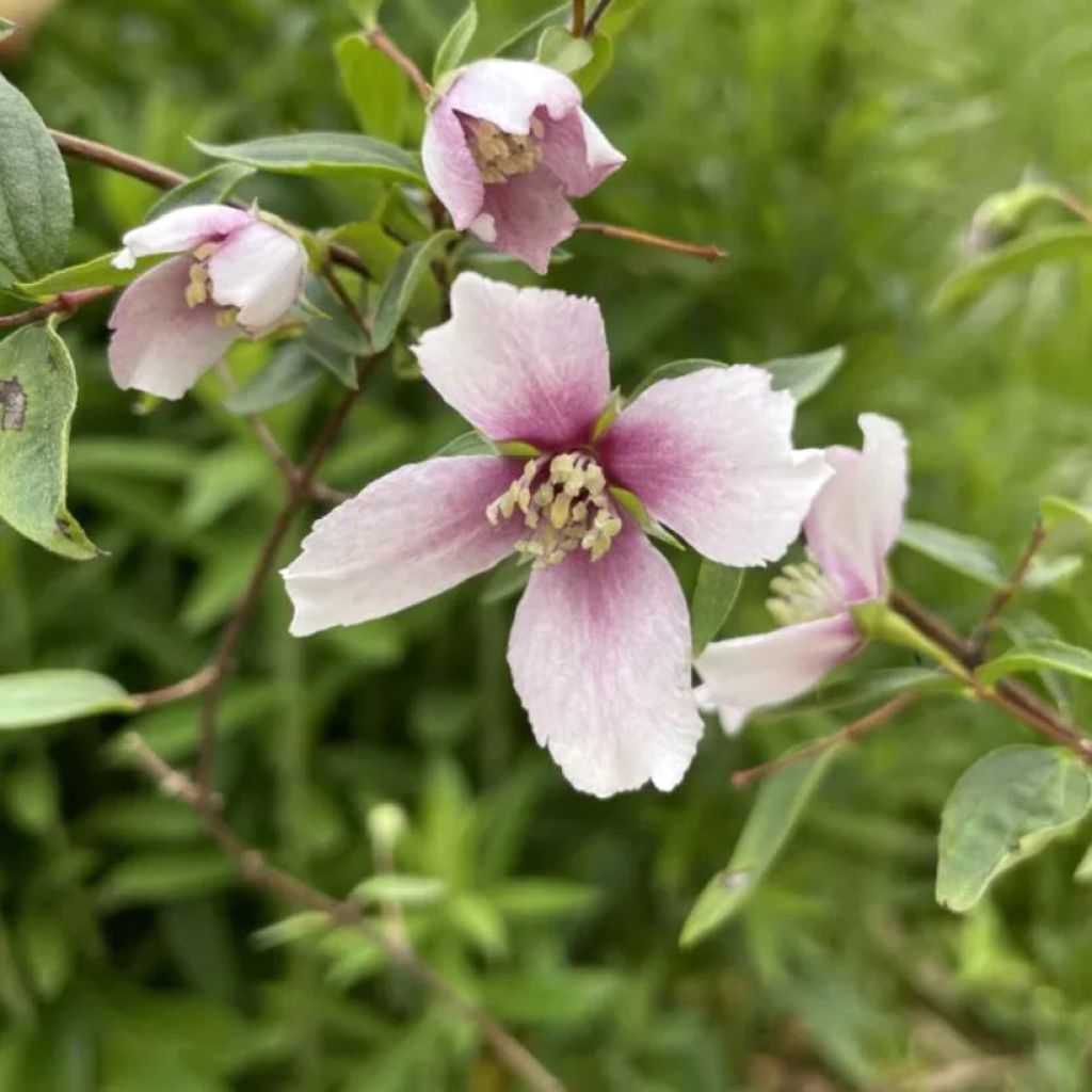 Pfeifenstrauch Petite Perfume Pink - Philadelphus