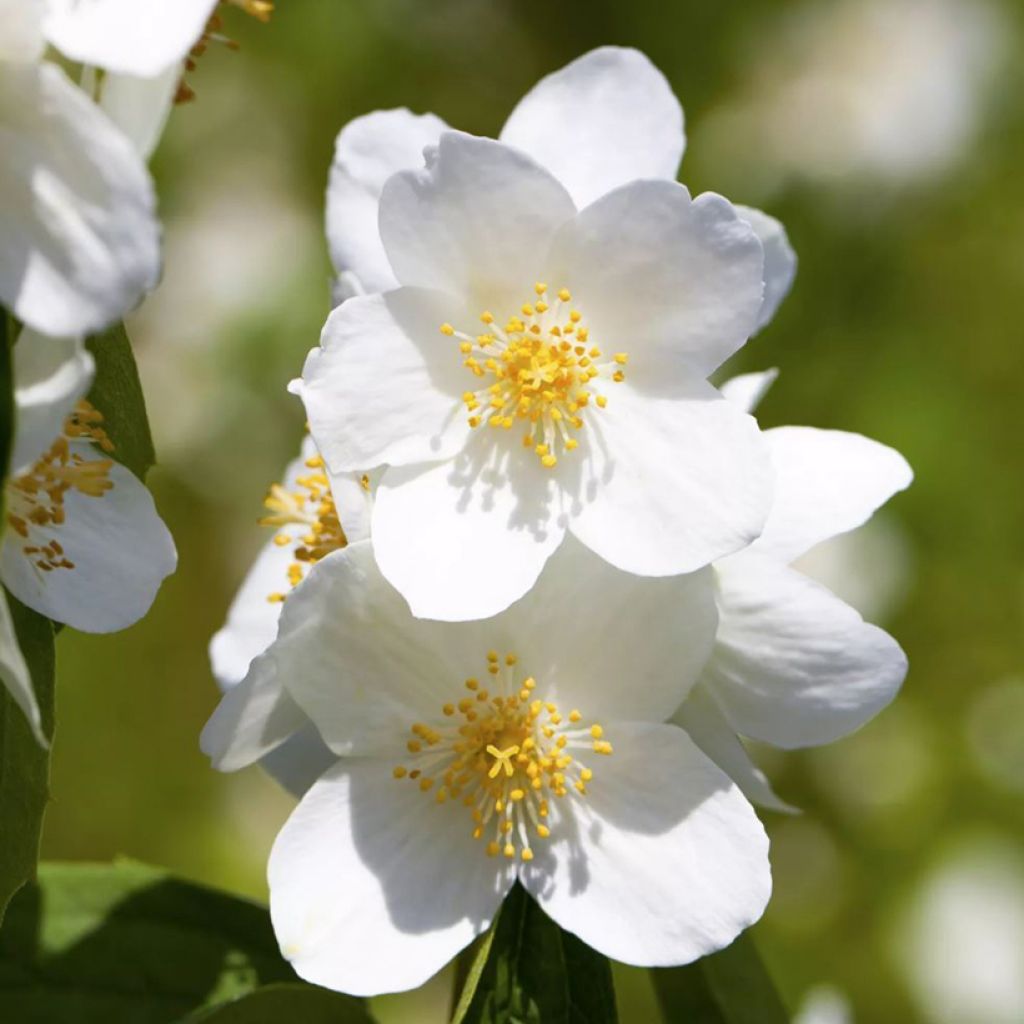 Pfeifenstrauch Petite Perfume White - Philadelphus