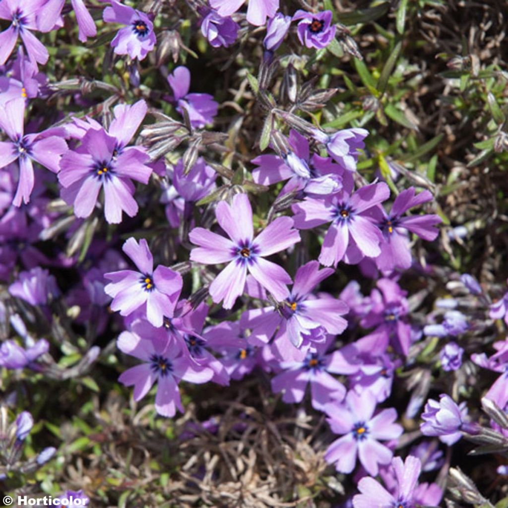 Pfriemenförmiger Phlox Purple Beauty - Phlox subulata