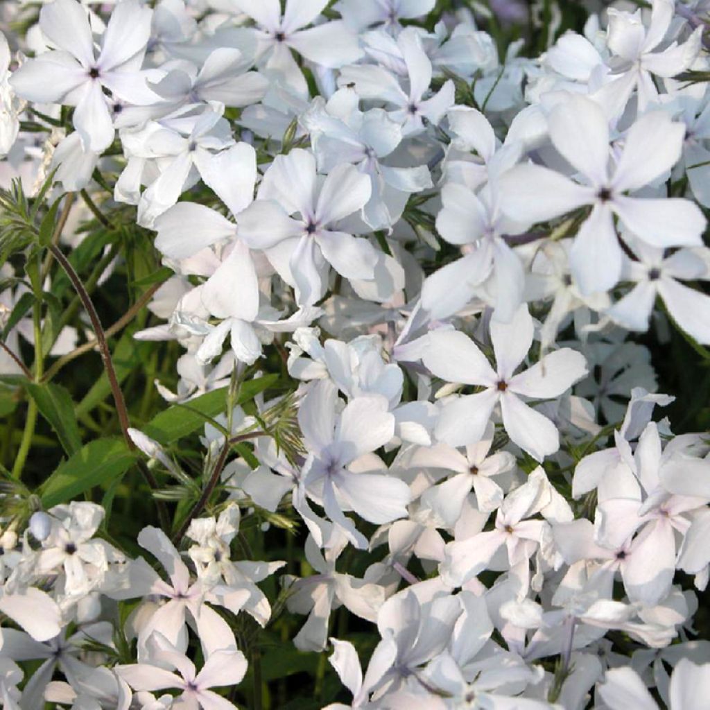 Wald-Phlox May Breeze - Phlox divaricata