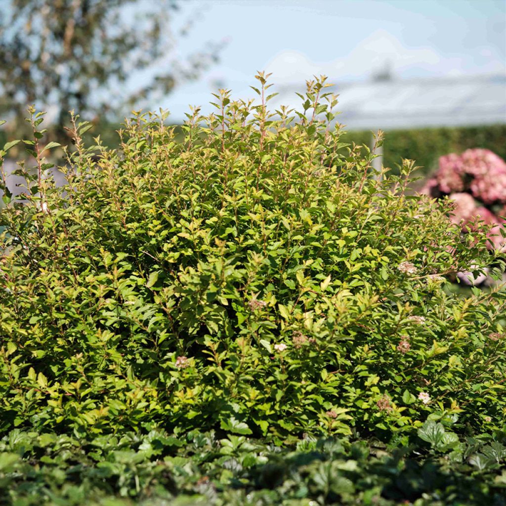 Blasenspiere Raspberry Lemonade - Physocarpus