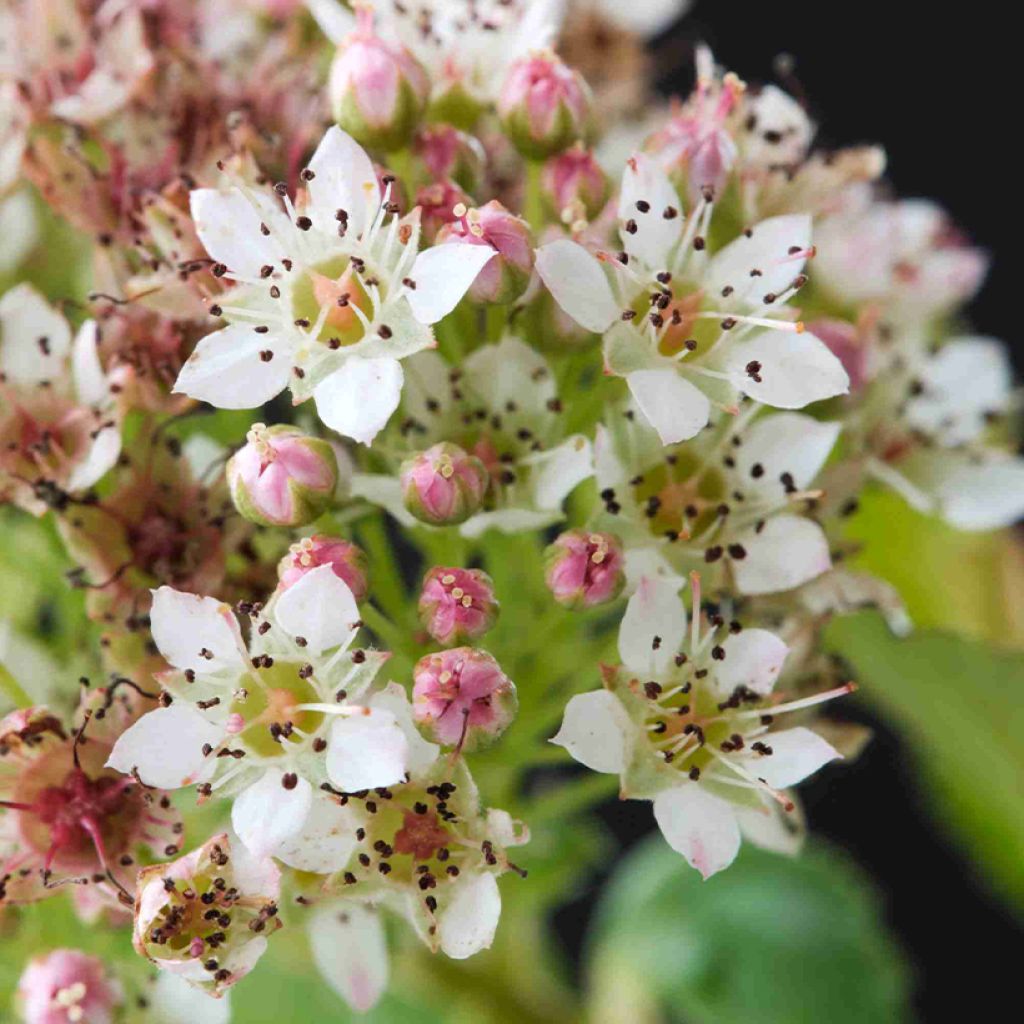 Blasenspiere Raspberry Lemonade - Physocarpus