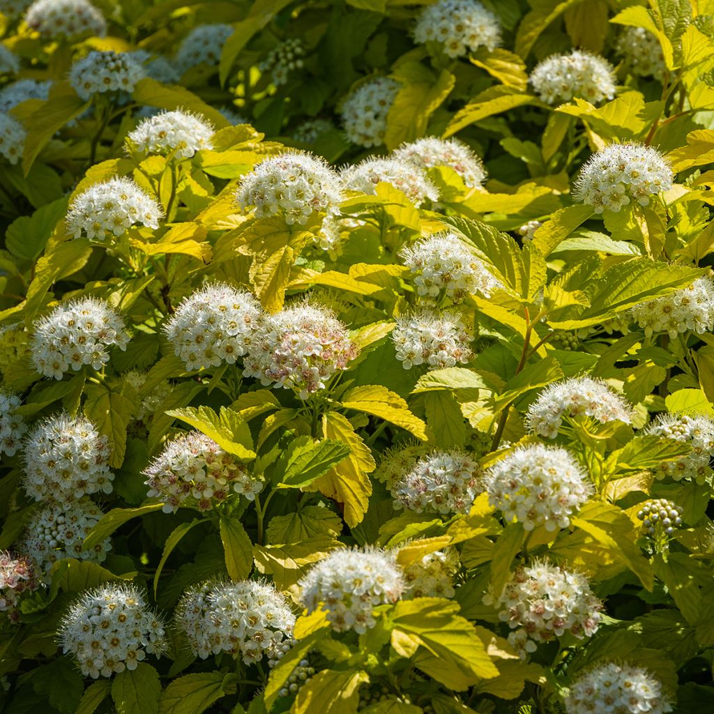 Blasenspiere Nugget - Physocarpus