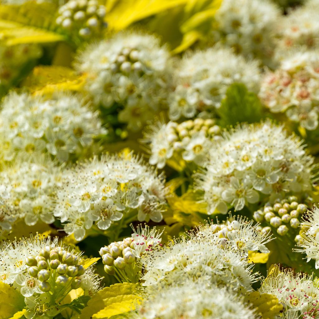 Blasenspiere Nugget - Physocarpus