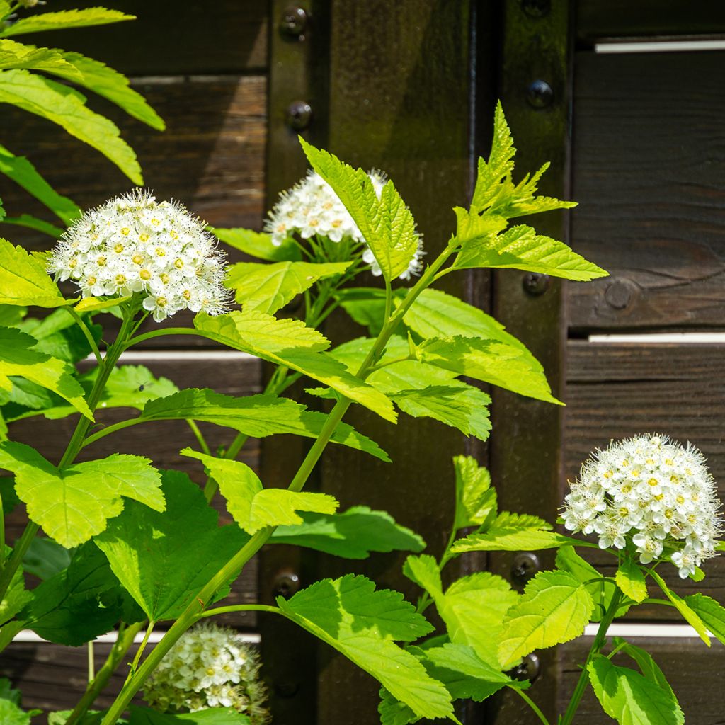 Blasenspiere Nugget - Physocarpus