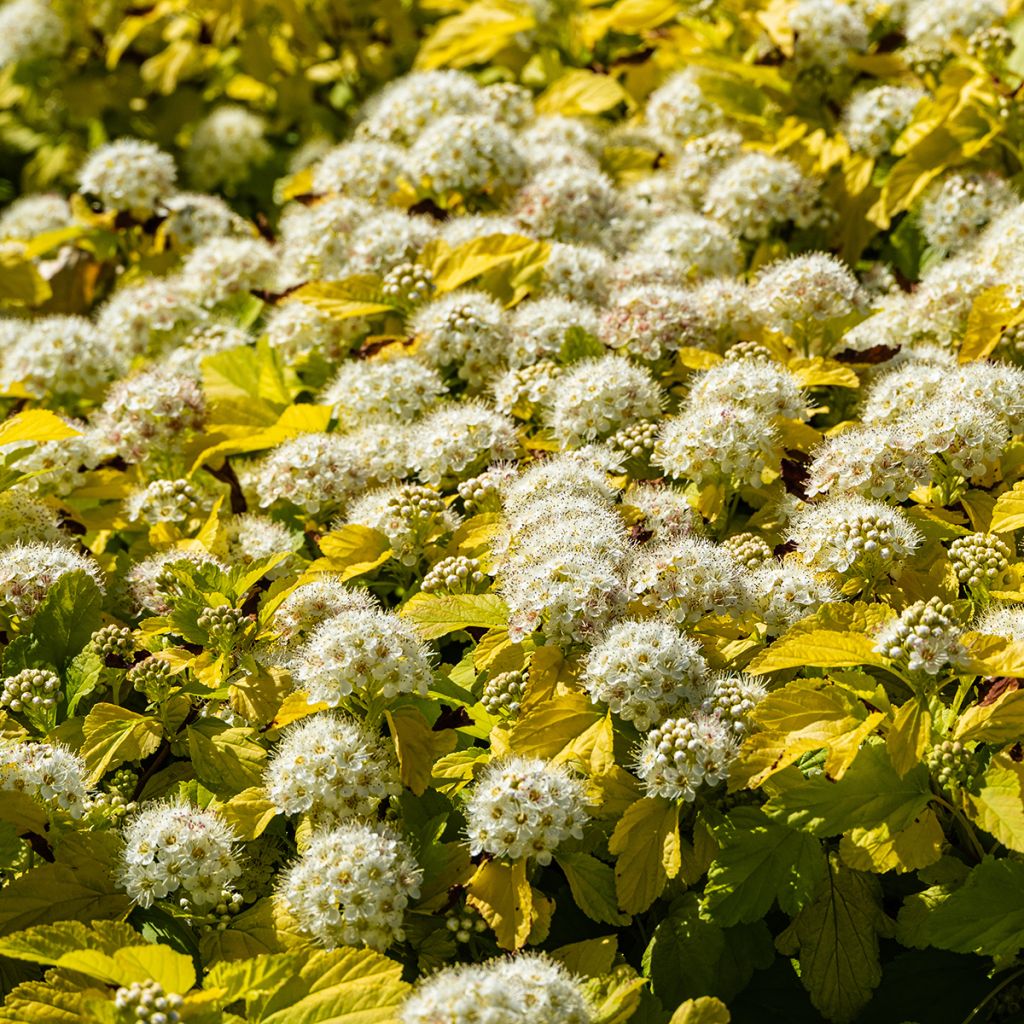 Blasenspiere Nugget - Physocarpus