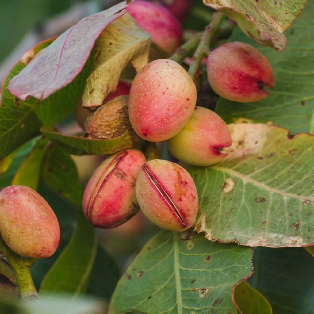 Echte Pistazie Kerman - Pistacia vera