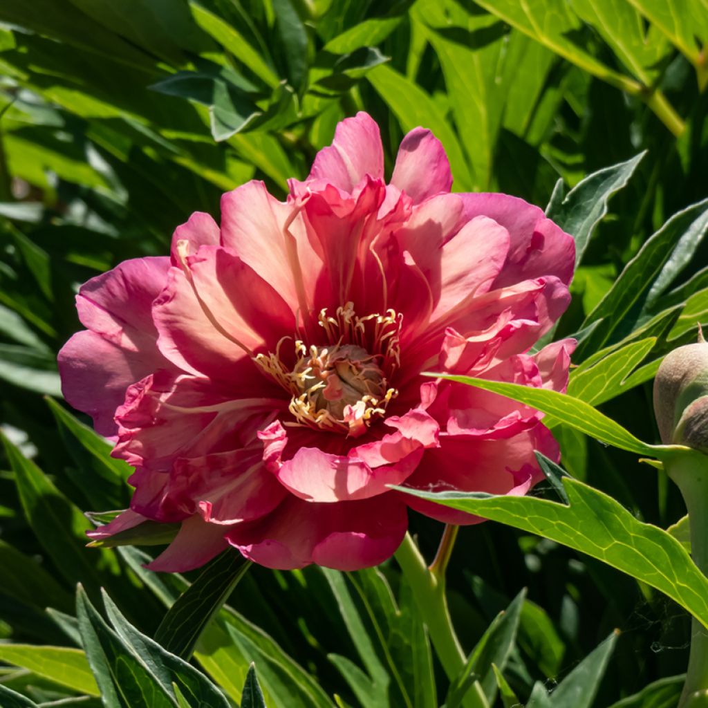 PIvoine Itoh Julia Rose