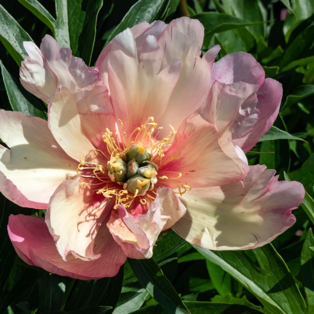 Paeonia Itoh Julia Rose