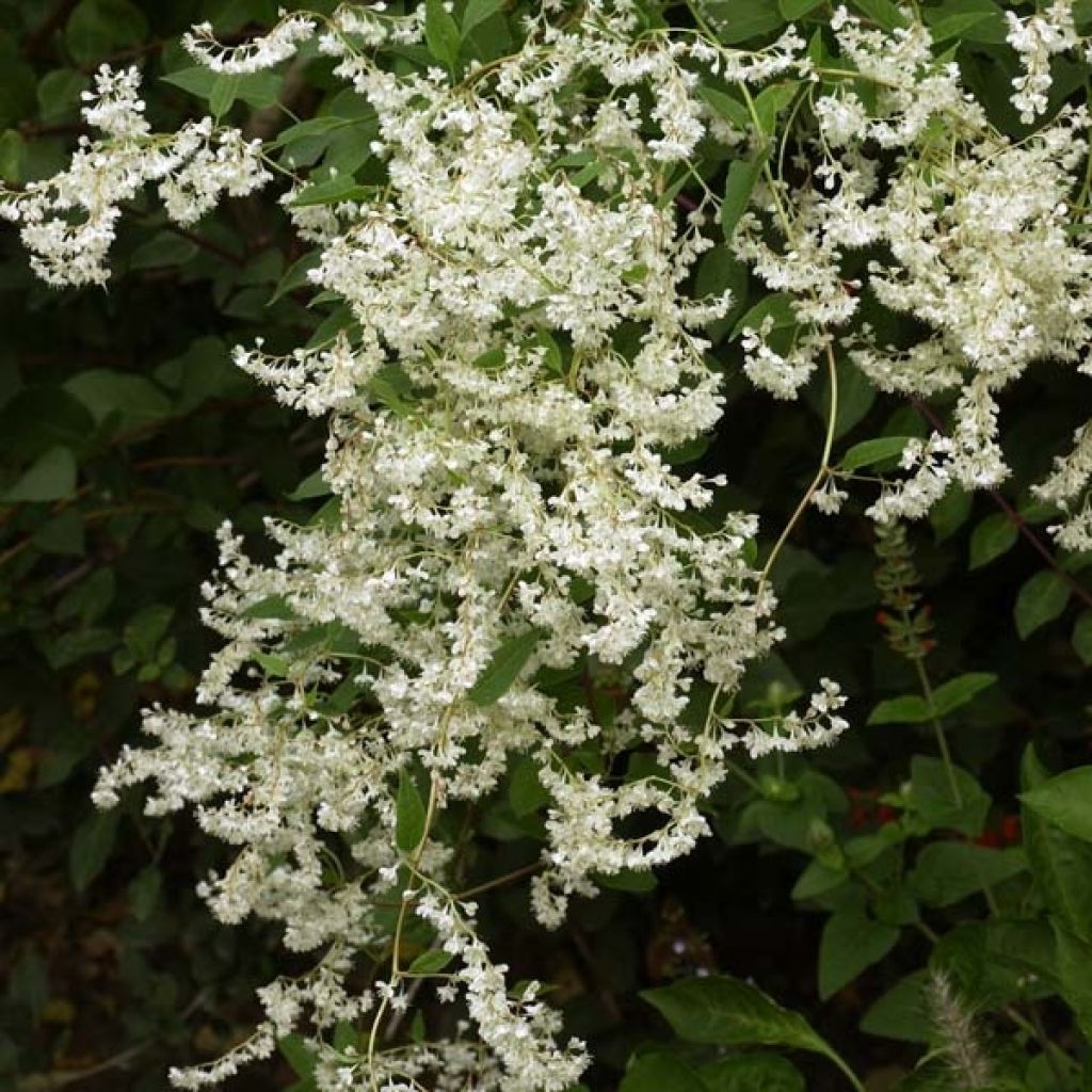 Fallopia aubertii - Schling-Knöterich