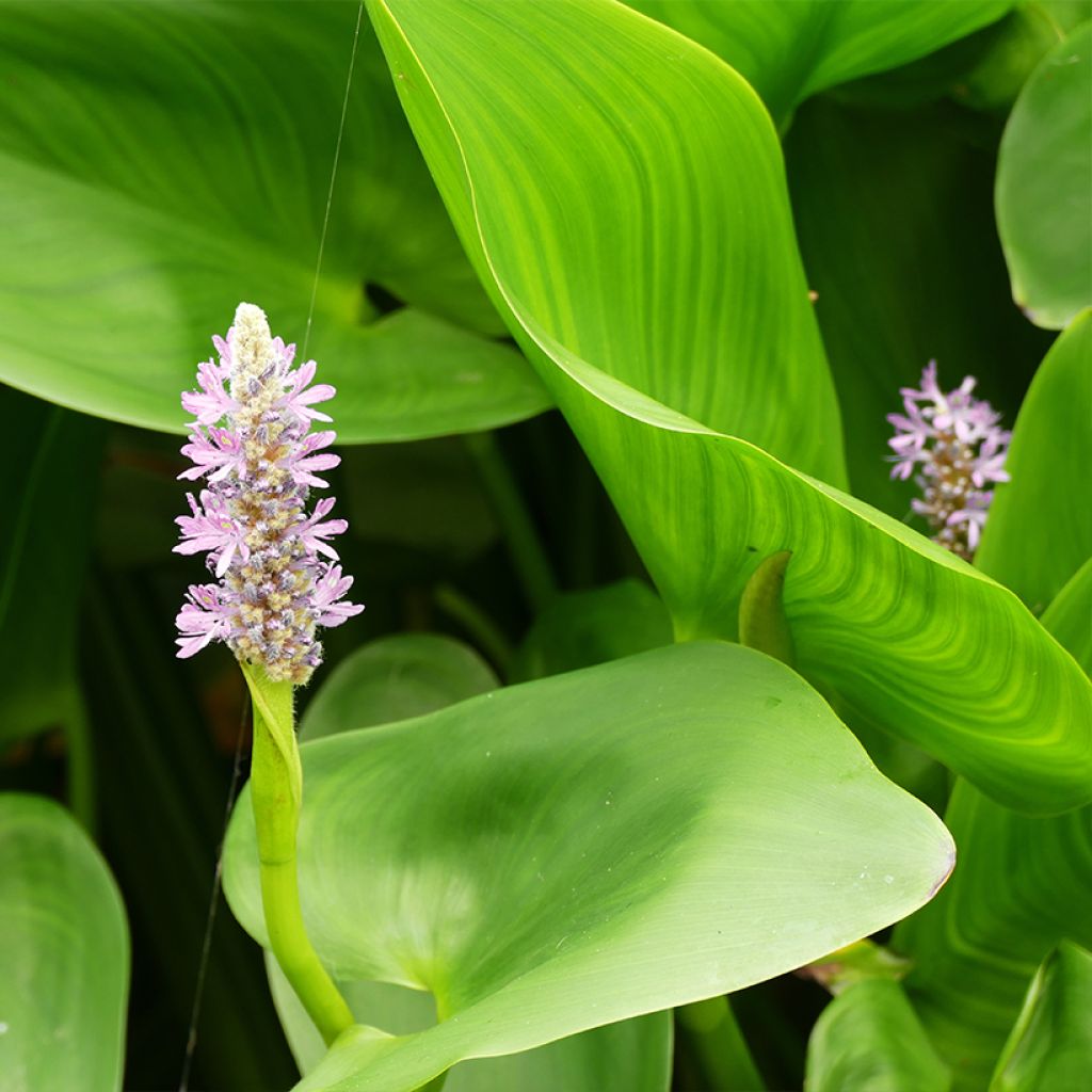 Pontederia cordata Pink Pons - Hechtkraut