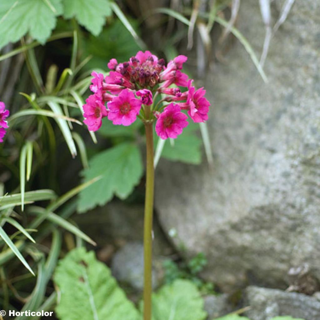 Primula japonica - Etagen-Primel