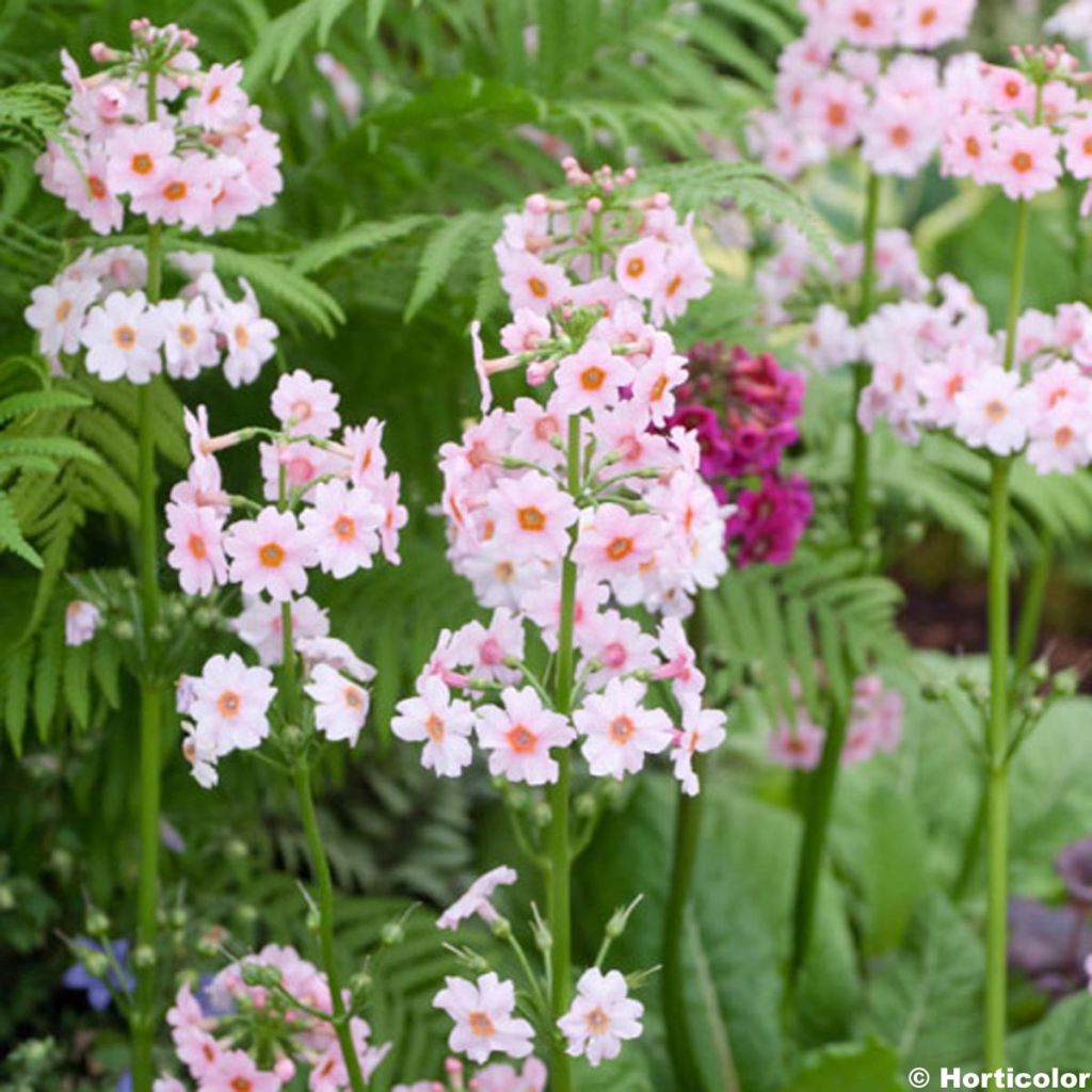 Primevère du Japon Apple Blossom - Primula japonica 