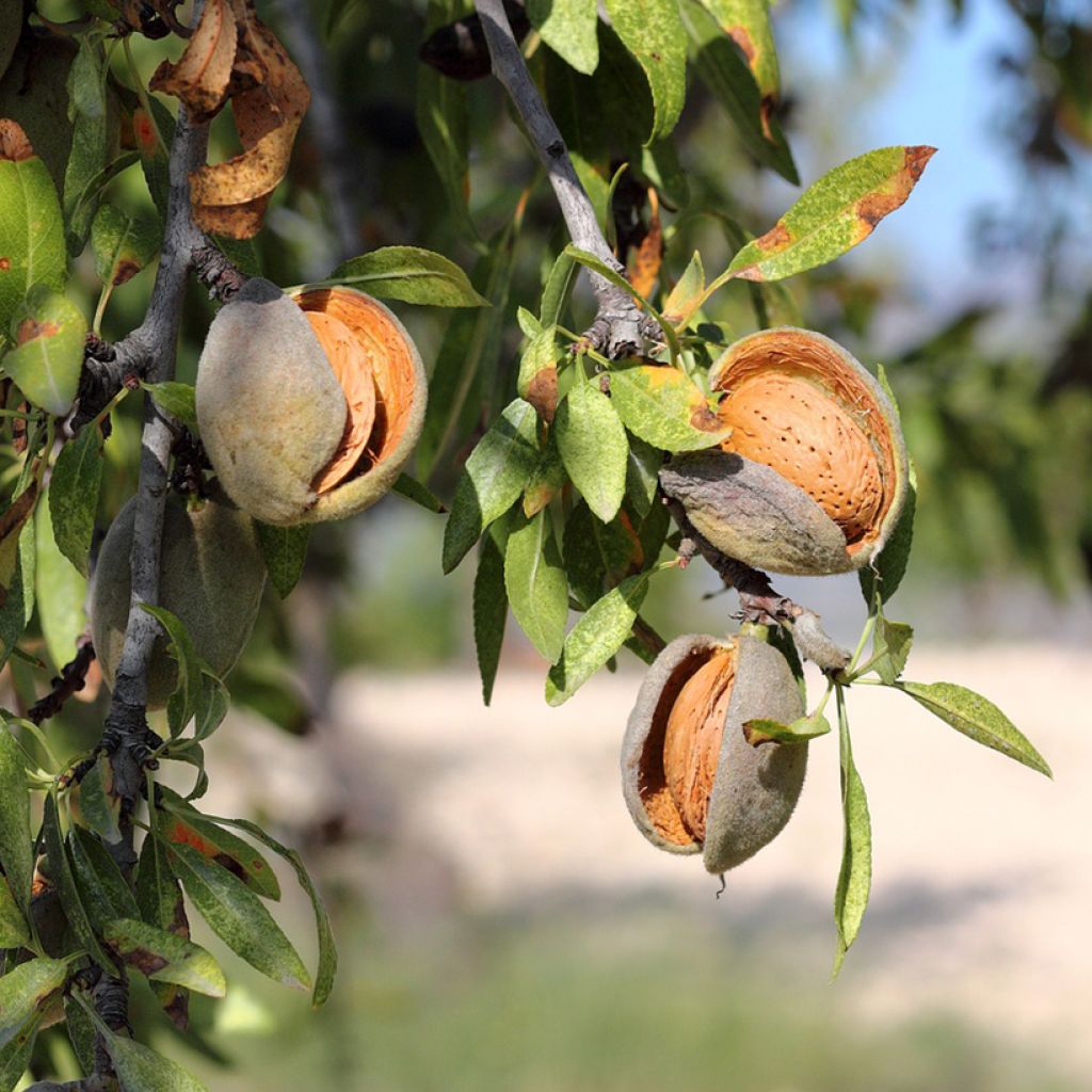 Mandelbaum Lauranne® - Prunus dulcis