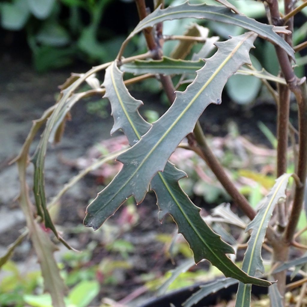 Pseudopanax Bronze Eagle