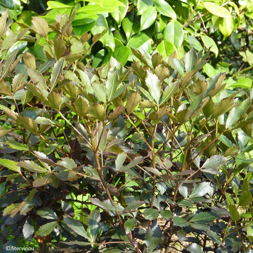 Pseudopanax lessonii Rangatira